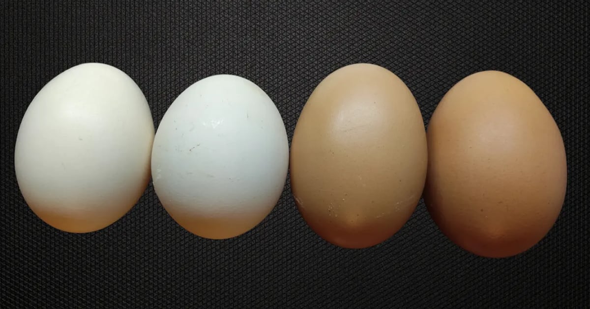 Kienyeji and caged eggs arranged side by side showing shell color differences