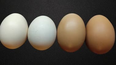 Kienyeji and caged eggs arranged side by side showing shell color differences