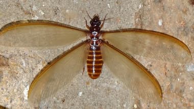 Winged termite perched on a concrete wall