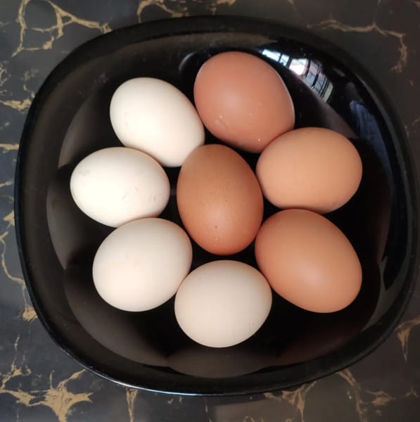 photo of kienyeji and cage eggs showing shell color differences