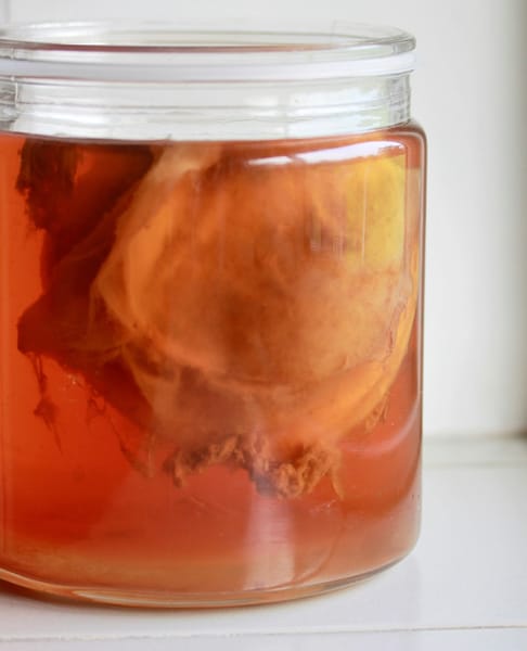 A mature SCOBY disc floating in a glass jar of kombucha starter liquid